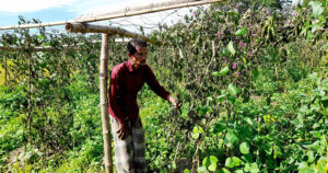 শিম গাছের সাথে এ কেমন শত্রুতা