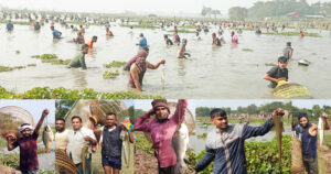 গোয়াহরি বিলে