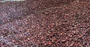 বাংলাদেশে রপ্তানি বন্ধে সীমান্তে পচে যাচ্ছে পেঁয়াজ